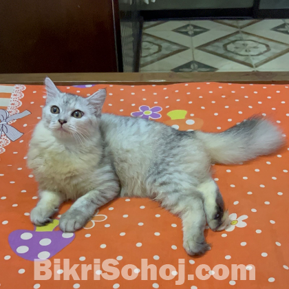 Traditional Persian 6 Month Female